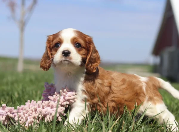 Brown and white Cavalier puppy playing with toy