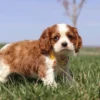 Brown and white Cavalier puppy walking on the lawn