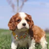 Brown and white Cavalier puppy ready for adoption