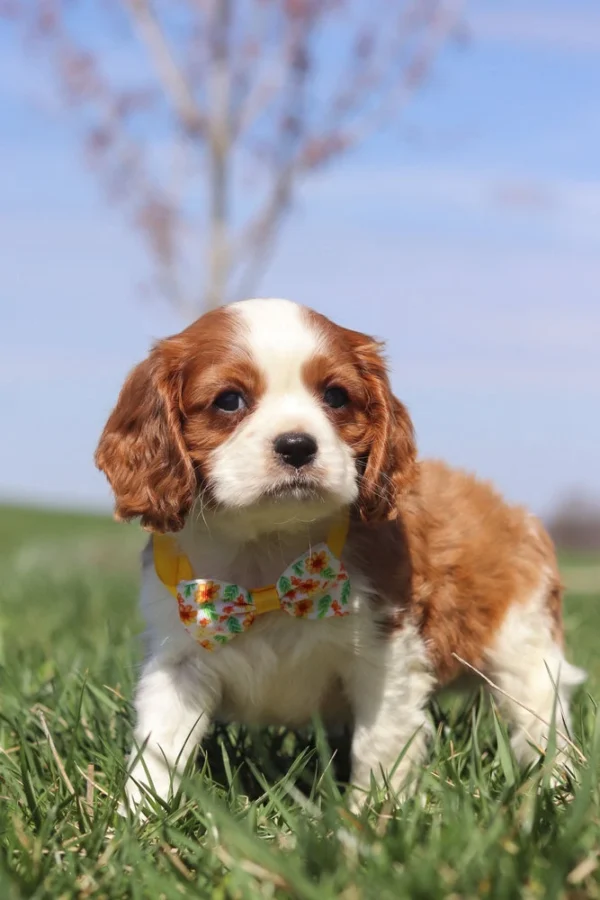 Brown and white Cavalier puppy ready for adoption