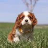 Cavalier puppy sitting in the grass
