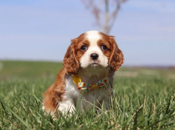 Cavalier puppy sitting in the grass
