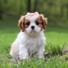 Cavalier puppy sitting on the lawn.