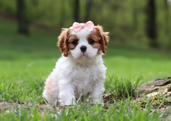 Cavalier puppy sitting on the lawn.