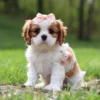 Cavalier puppy with pink ribbon sitting on the lawn.