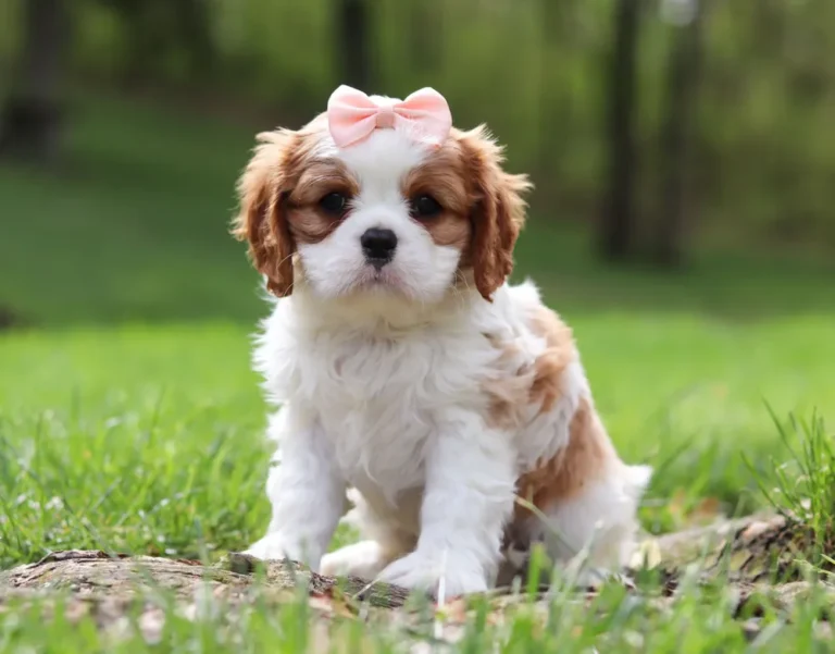 Cavalier puppy with pink ribbon sitting on the lawn.