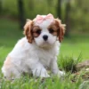 Cavalier puppy posing for a picture sitting on the lawn.