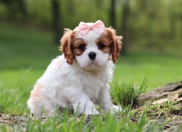 Cavalier puppy posing for a picture sitting on the lawn.