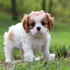 Brown and white cavalier puppy.