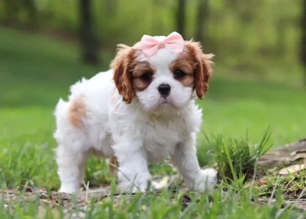 Brown and white cavalier puppy.