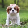 Brown and white cavalier puppy with pink ribbon.