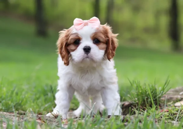 Brown and white cavalier puppy with pink ribbon.