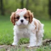 Cavalier puppy standing on the lawn.