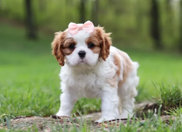 Cavalier puppy standing on the lawn.