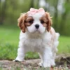 Cavalier puppy standing with a ribbon on the lawn.