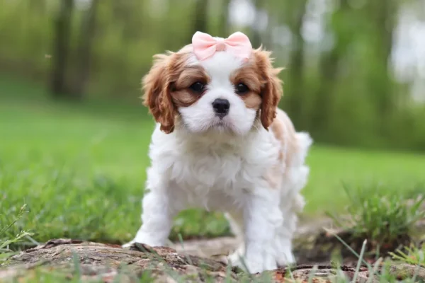 Cavalier puppy standing with a ribbon on the lawn.