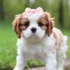 Brown and white cavalier puppy standing on the lawn.