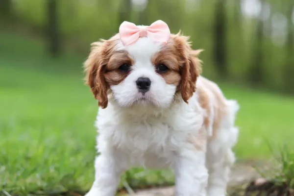 Brown and white cavalier puppy standing on the lawn.