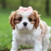 Cute cavalier puppy standing on the lawn.
