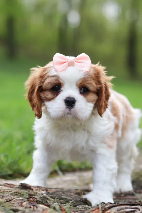 Cute cavalier puppy standing on the lawn.