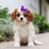 Cavalier puppy sitting on the sidewalk.