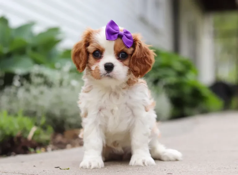 Cavalier puppy sitting on the sidewalk.