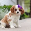 Cavalier puppy with purple ribbon, sitting on the sidewalk.