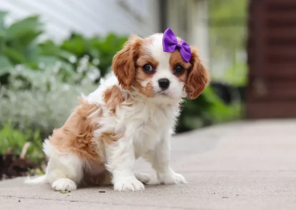 Cavalier puppy with purple ribbon, sitting on the sidewalk.