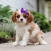 Brown and white cavalier puppy sitting on the sidewalk.