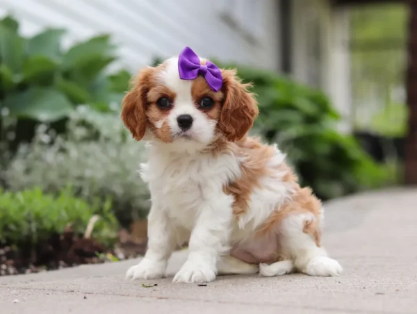 Brown and white cavalier puppy sitting on the sidewalk.