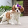 Cute cavalier puppy standing on the sidewalk.