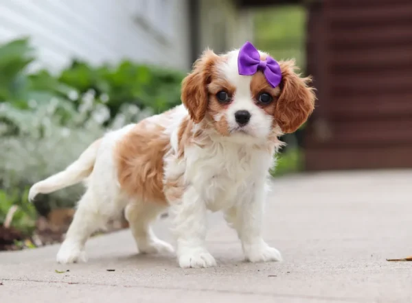 Cute cavalier puppy standing on the sidewalk.