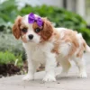 Brown and white cavalier puppy with ribbon.