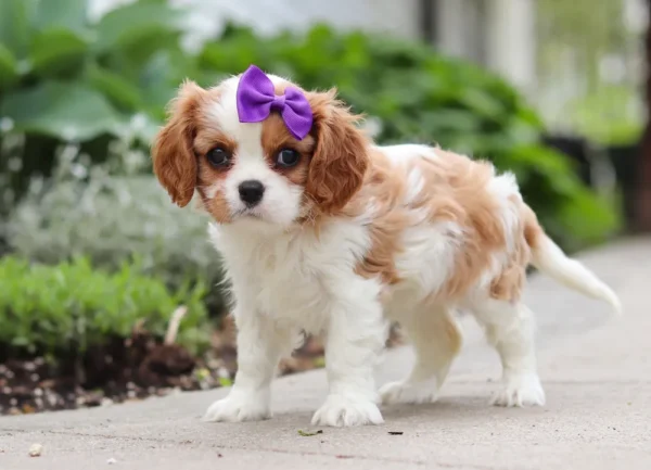 Brown and white cavalier puppy with ribbon.