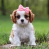 Cavalier puppy sitting in grass.