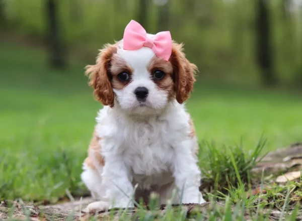 Cavalier puppy sitting in grass.