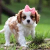 Cavalier puppy standing in grass.