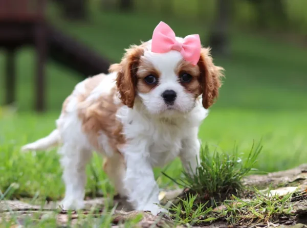 Cavalier puppy standing in grass.