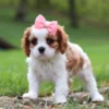 Cavalier puppy standing in grass, with pink ribbon.