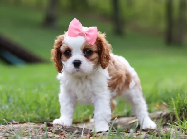 Cavalier puppy standing in grass, with pink ribbon.