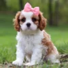 Cute cavalier puppy sitting in grass.