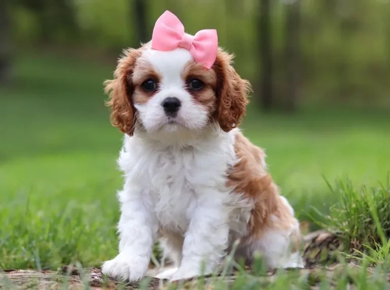 Cute cavalier puppy sitting in grass.