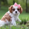 Brown and white cavalier puppy sitting in grass.