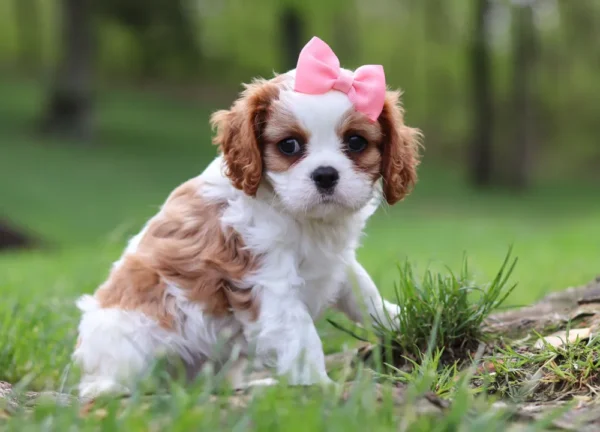 Brown and white cavalier puppy sitting in grass.