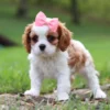 Brown and white cavalier puppy standing in grass.