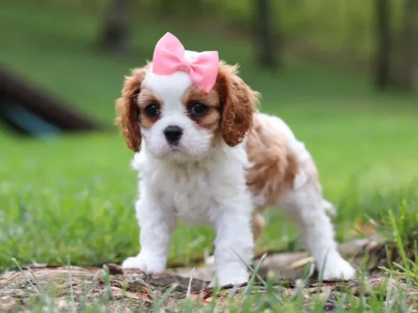 Brown and white cavalier puppy standing in grass.