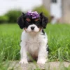 Tri-colored cavalier puppy sitting on the lawn.