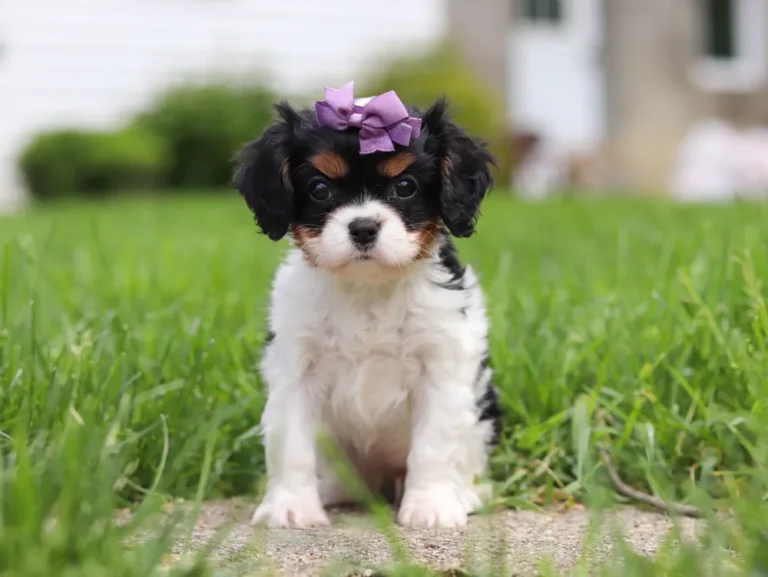 Tri-colored cavalier puppy sitting on the lawn.