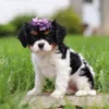 Tri-colored cavalier puppy with purple ribbon, sitting on the lawn.