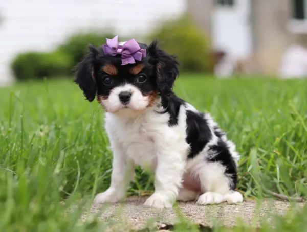 Tri-colored cavalier puppy with purple ribbon, sitting on the lawn.